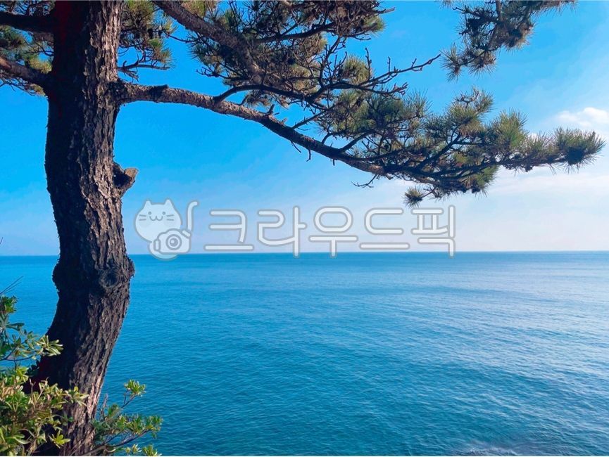 바다, 나무, 소나무, 파랑, 하늘색, 사진,이미지,일러스트,캘리그라피 - 면덩작가