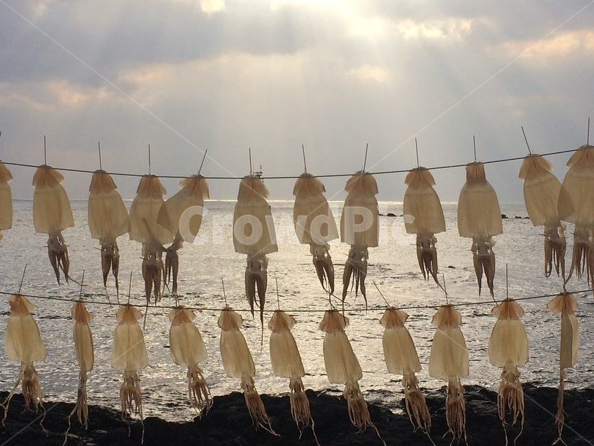 오징어,건조,제주도,해풍건조,바다,하늘,음식,식재료,요리,food,cook,meal,dishes,food reserves,수산물,해산물,fishery products,seafood