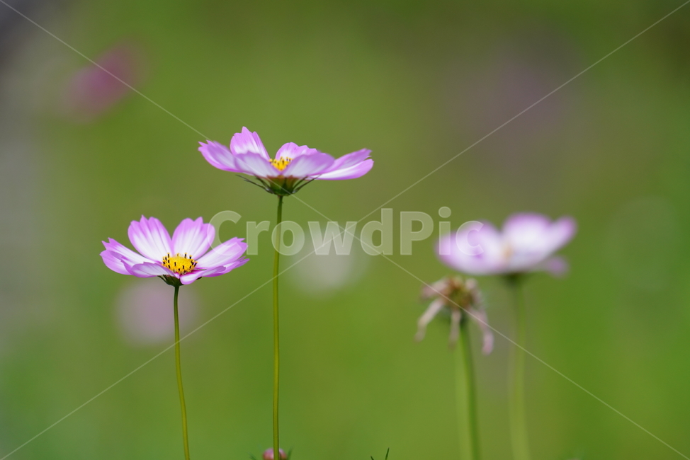 꽃,플라워,코스모스,생물,생명,식물,색감,보라색,flower,plant,가을,계절,fall,autumn,season,식물,자연,plants,nature,꽃,flower,daisies,데이지,blossom,daisy