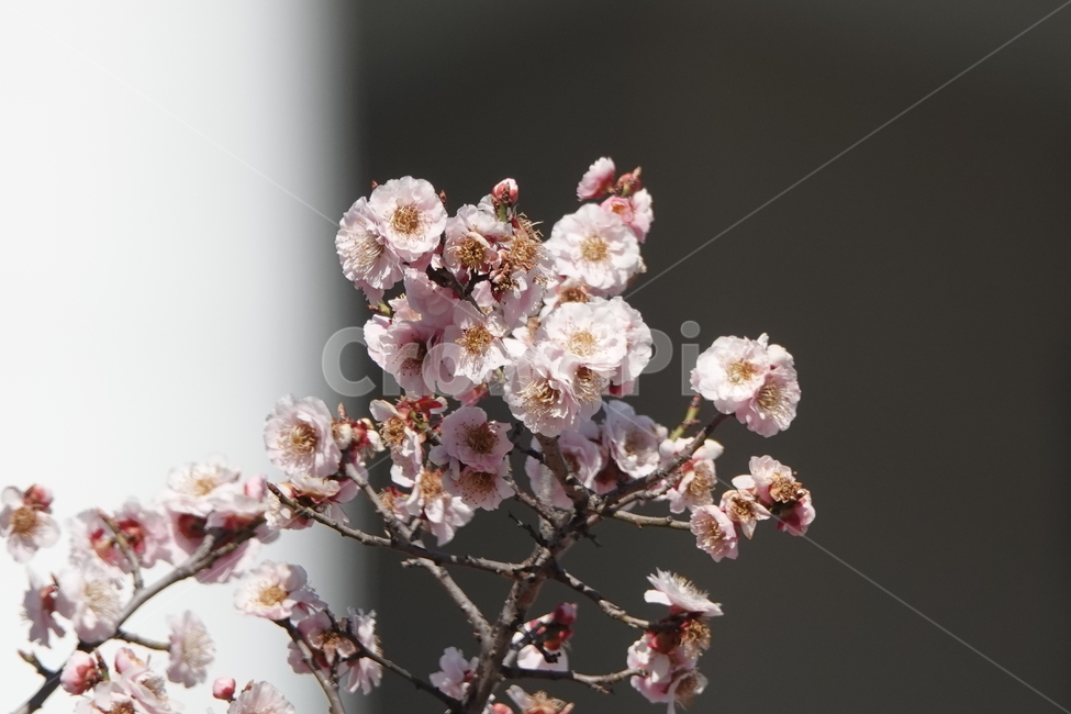 식물,꽃,벚꽃,봄,plkant,blossom,flower,cherryblossom,봄,계절,spring,season,식물,자연,plants,nature,꽃,flower