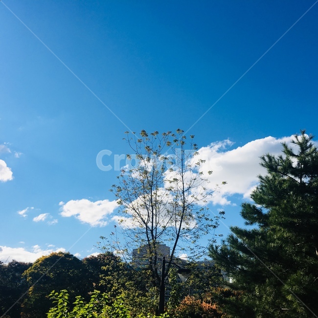 쨍한날,자연,한그루,피사체,풍경,덩그러니,맑음,쾌청,구름,나무,하늘,청량,선선,봄,가을,감성,힐링,휴식,배경화면,푸른,view,tree,sky,cloud,spring,fall,cool,한국자연,한국풍경,korea,배경,healing,rest