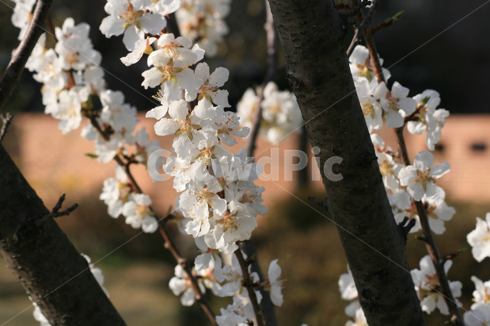 하늘,나무,벚꽃,봄,꽃잎,자연,plant,식물,flower,꽃,blossom,식물,자연,plants,nature,꽃,flower