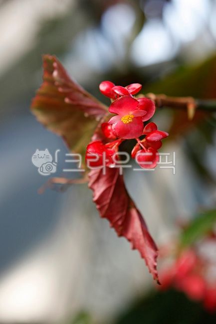 꽃,다육식물,플라워,열대식물,식물원,온실,실내,식물,자연,꽃,flower