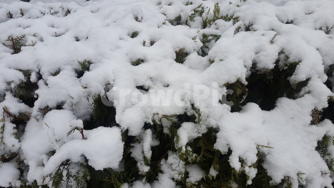 눈,겨울,폭설,눈송이,함박눈,겨울,계절,winter,season
