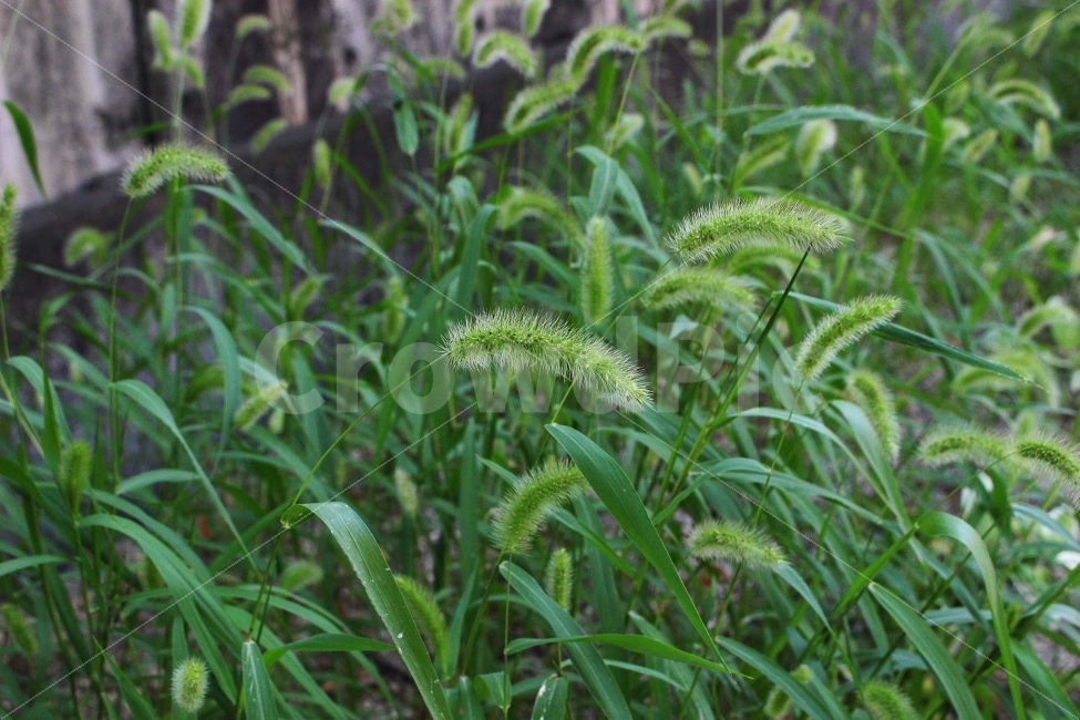 잔디,풀,잡초,초록,초록색,자연,야외,공원,정원,강아지풀,식물,자연,plants,nature
