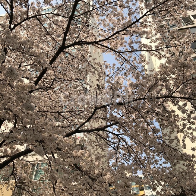 plant,식물,꽃,flower,벚꽃,벚꽃나무,벚나무,풍경,봄,자연