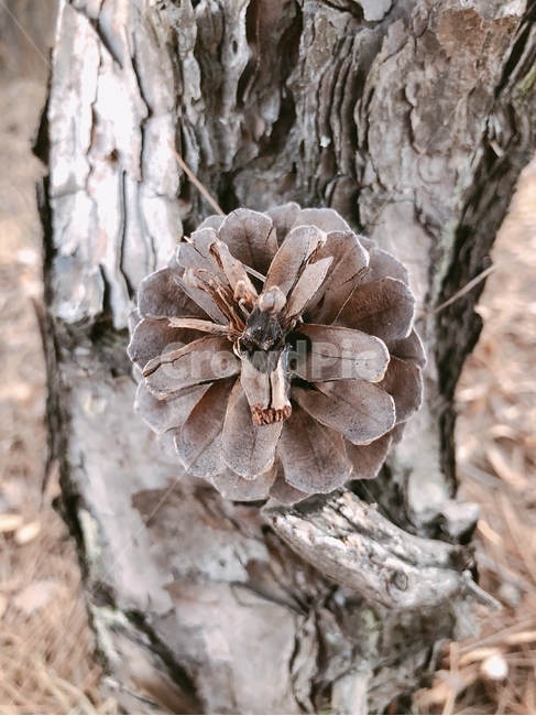 소나무,plant,나무,cone,conifercone,솔방울,방울,잣나무,원뿔모양