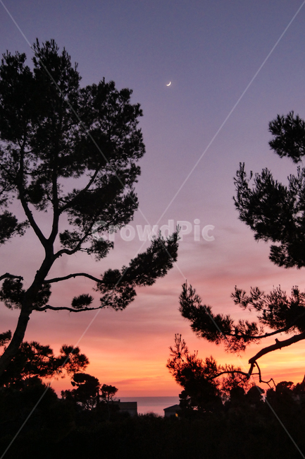 석양,silhouette,실루엣,자연,nature,해질녘,sunset,나무,tree,초승달,감성사진,저뭄,개와늑대의시간,핑크색,보라색,석양빛,로제와인색,남프랑스,전원,france,sudfrance,남부프랑스,프로방스,풍경,그림같은하늘,스냅,필름느낌,여름,하늘,노을,구름,여름하늘,코튼캔디,솜사탕,분홍,핑크,landscape,감성,sensible,feeling,색깔,색상,색채,색감,color,sense,colorsensitivity,feelingofcolor,해외,외국,세계,foreign,overseaworld,세계자연풍경,해외자연풍경,외국자연풍경,world,야경,밤,풍경,nightscape,night,landscape,outdoors,옥외,plant,식물
