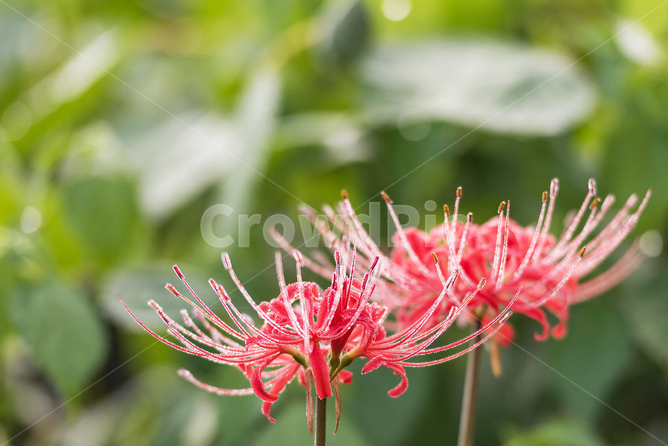 아침이슬,꽃,상사화,꽃무릇,불갑사,접사,식물,자연,plants,nature,꽃,flower