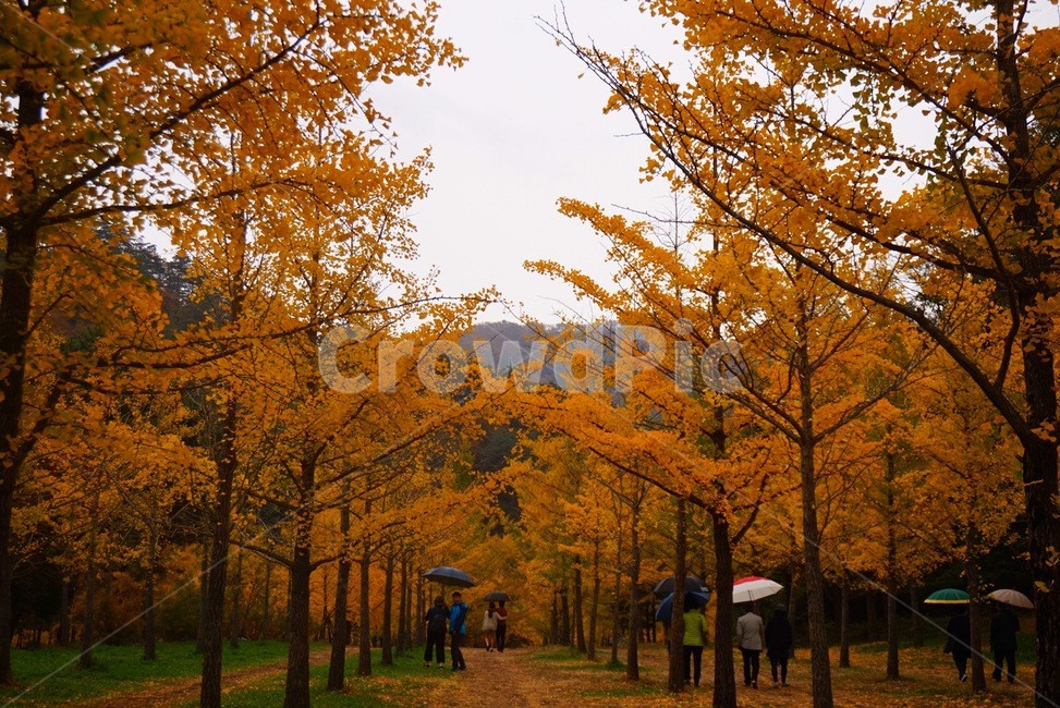 잎,leaf,단풍,maple,나무,tree,가을,풍경,가을,계절,fall,autumn,season,자연,풍경,nature,landscape,plant,식물