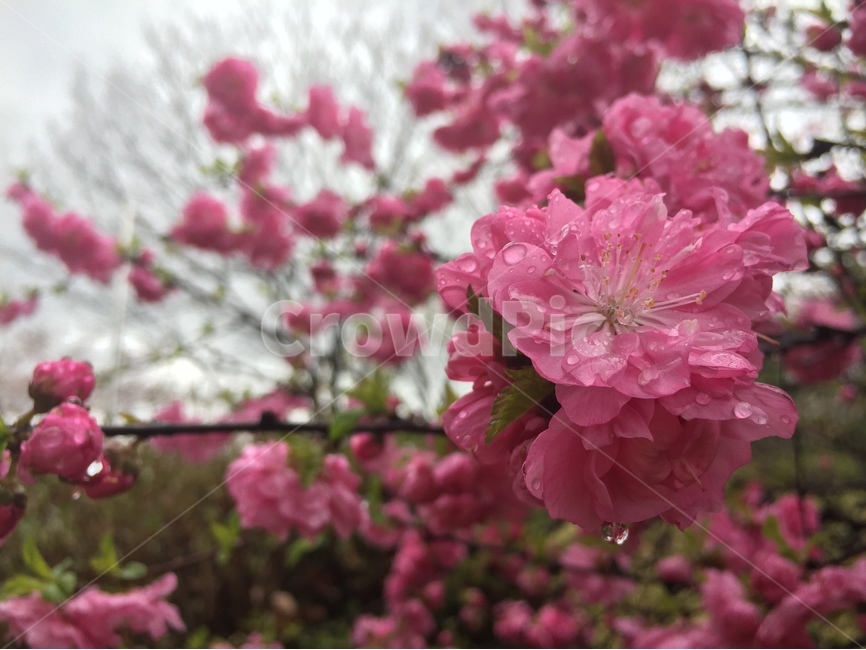 자연,봄,꽃,봄비,비온뒤,봄,계절,spring,season,식물,자연,plants,nature,꽃,flower,비,비오는날,rain,rainy,plant,blossom