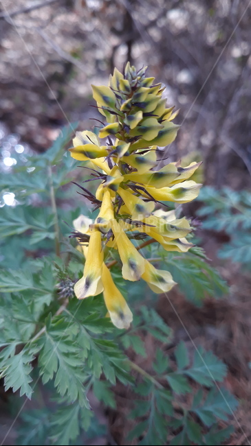 plant,식물,봄,봄꽃,수목원