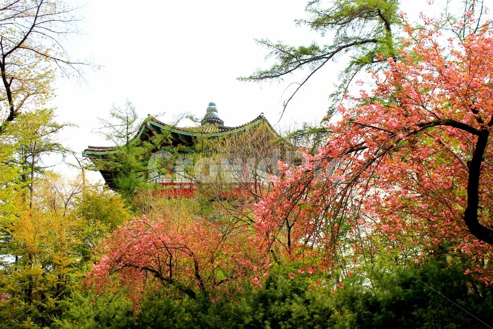 봄,겹벚꽃,벚꽃,꽃,분홍,공원,핑크,나무,감성,힐링,풍경,자연,기와