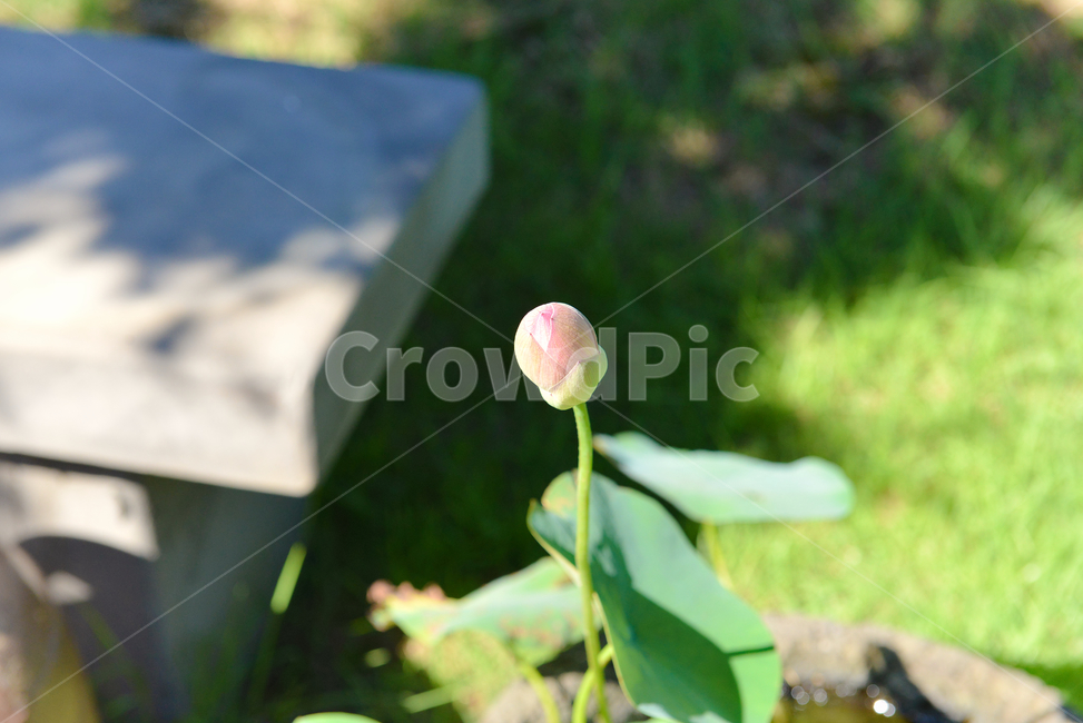 꽃,자연,접사,꽃봉우리,힐링,신선함,안식처,season,plants,nature,flower,sensible,feeling,색깔,색상,색채,색감,colorsense,colorsensitivity,feelingofcolor,감성,평온함,느낌,휴식,koreanature,landscape,jeju