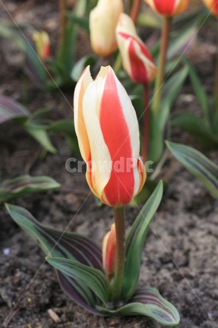 꽃,정원,튤립축제,식물,꽃밭,튤립,줄무늬튤립,flower,garden,tulip,cutetulip,식물,자연,plants,nature,꽃,flower
