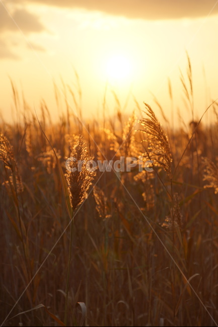 석양,일몰,갈대,다대포,여행,자연,풍경,nature,landscape,식물,plants,휴식,힐링,rest,relaxation,healing,grass,잔디,plant