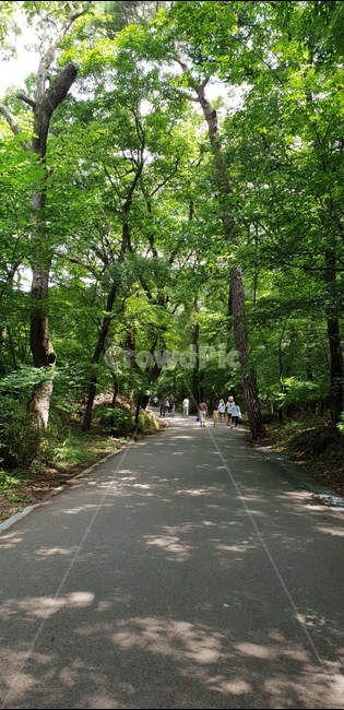 숲,나무,푸른,휴양,자연,숲길