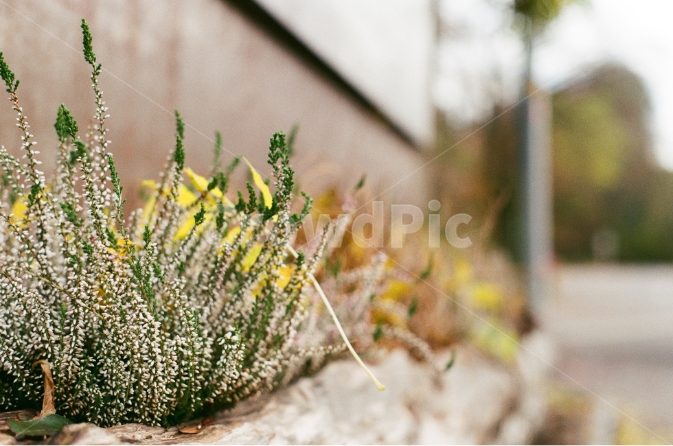 꽃,flower,플라워,감성,가드닝,분위기,필름,필름사진,필름카메라,식물,자연,plants,nature,감성,sensible,feeling