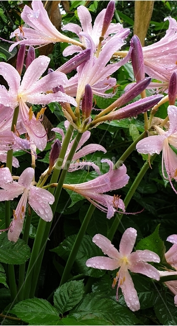 자연,상사화,8월중,수선화과,꽃
