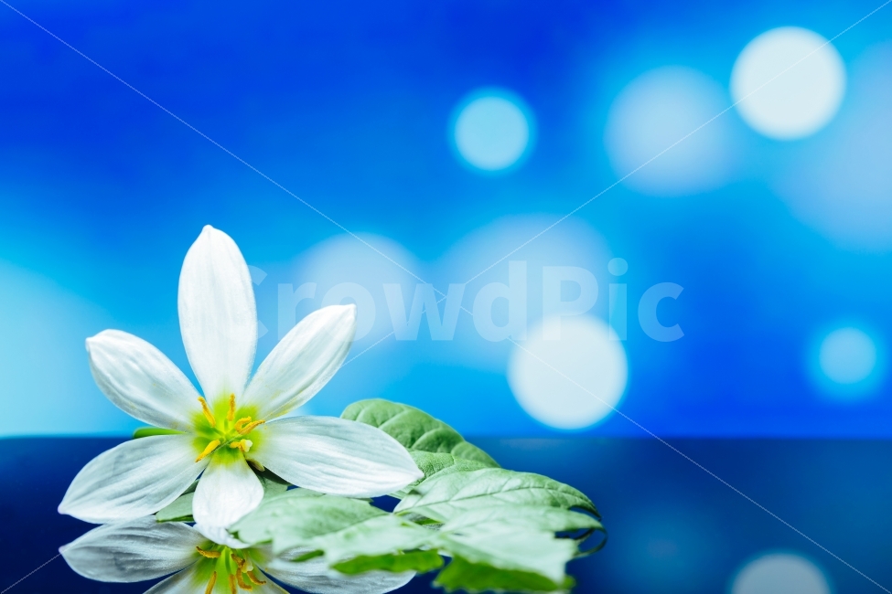 꽃,꽃잎,자연,조명,식물,정물,이미지,흰꽃,식물,자연,plants,nature,감성,sensible,feeling,꽃,flower