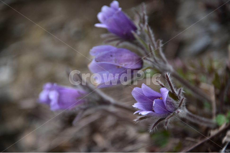 할미꽃,koreanpasqueflower,노고초,백두옹,봄꽃,야생화,식물,자연,plants,nature,꽃,flower