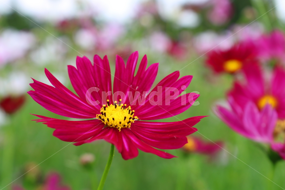 꽃,코스모스,코스모스꽃,식물,국화과,가을,식물,자연,plants,nature,꽃,flower