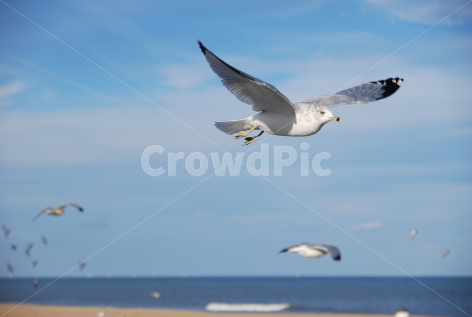 bird,새,갈매기,하늘,sky,seagull,flying,나는,비상,날기,뒷모습,해변,모래사장,동물,animal,겨울,winter,새떼,group,날개,wings,푸른,구름,blue,background,배경,창공,바다,sea,ocean,beach,동물,animal,조류,새,birds