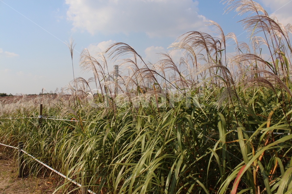 atmosphere,sky,cloud,Reed,nature,Silver grass,autumn,Emotion