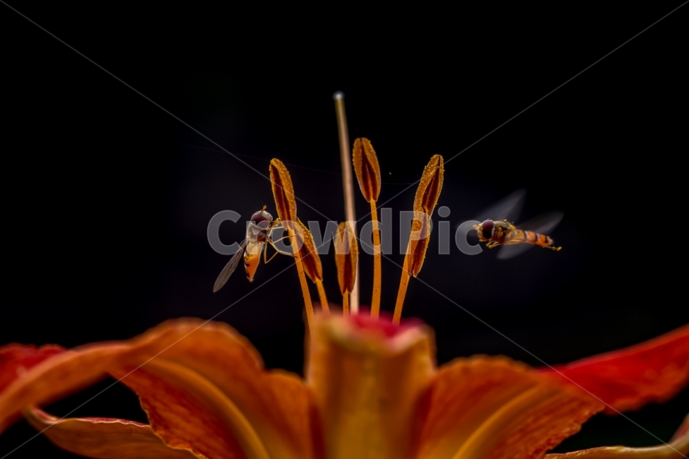 자연,풍경,꽃,홑왕원추리,곤충,꽃등에,nature,landscape,flower,daylily,insect,dronefly,식물,자연,plants,nature,꽃,flower,동물,animal,곤충,벌레,insect,bug