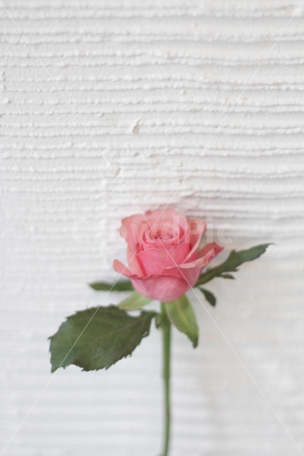 장미꽃,꽃,꽃사진,장미,roses,flowers,식물,자연,plants,nature,꽃,flower,기념일,축하,anniversary,congratulation,celebrate,celebration