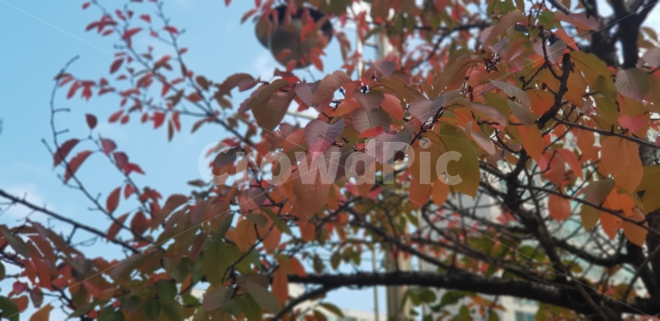 단풍나무,가을,단풍,나무가지,하늘,계절,브라운,정원수,정원,자연,식물,plant,가을,계절,fall,autumn,season,식물,자연,plants,nature,leaf,잎