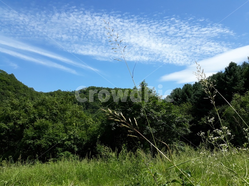 하늘,구름,산,풀,꽃,sky,cloud,mountain,자연,풍경,nature,landscape,outdoors,옥외,vegetation,초목,plant,식물
