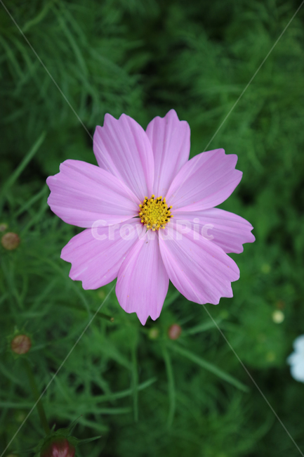 plant,식물,코스모스,가을,꽃,flower,가을,계절,fall,autumn,season,식물,자연,plants,nature,꽃,flower,daisy,데이지,daisies,blossom