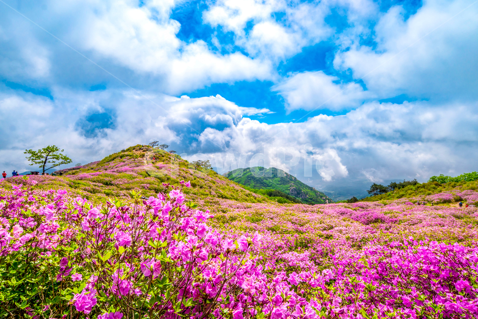황매산,철죽,꽃,봄,산,합천군,풍경,봄,계절,spring,season,자연,풍경,nature,landscape,outdoors,옥외,field,들,grassland,목초지