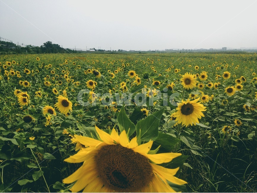 꽃,해바라기,노랑,sunflower,flower,자연,휴식,힐링,자연,풍경,nature,landscape,식물,plants,꽃,flower,plant,blossom