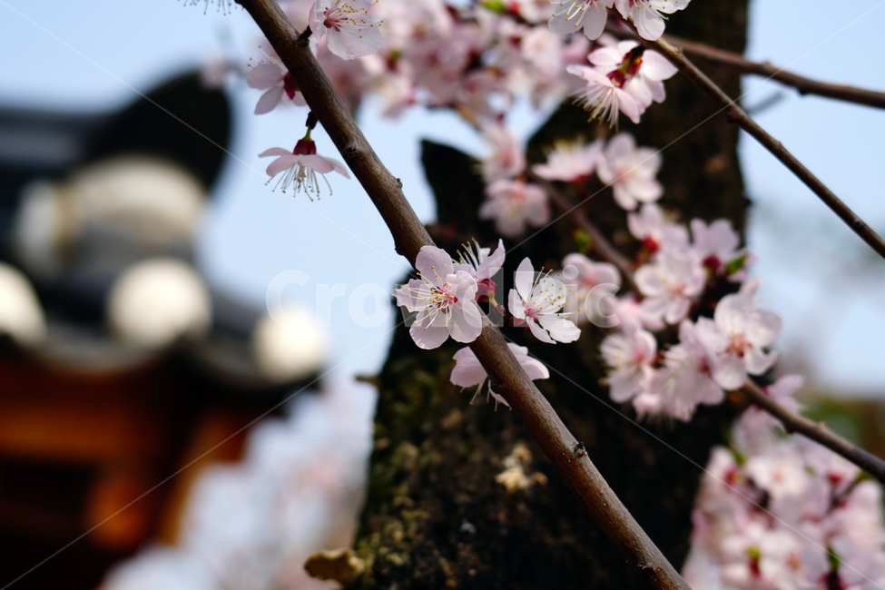 살구나무꽃,봄꽃,한국자연,꽃,꽃사진,플라워,flower,봄,spring,식물,plants,자연,nature,풍경,landscape,계절,season,snap,스냅,접사,macro,closeup,클로즈업,감성사진,감성,힐링,healing,느낌,feel,feeling,꽃밭,화단,나무,나뭇가지,tree,꽃봉오리,4월,April,살구나무,한옥,봄,계절,spring,season,식물,자연,plants,nature,꽃,flower,plant,blossom