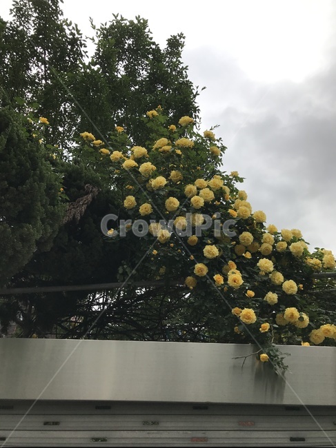 꽃,장미,예쁜장미,예쁜꽃,rose,flower