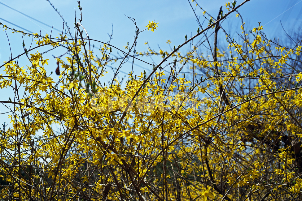 개나리,봄,노란색,꽃,식물,영춘화,식물,자연,plants,nature
