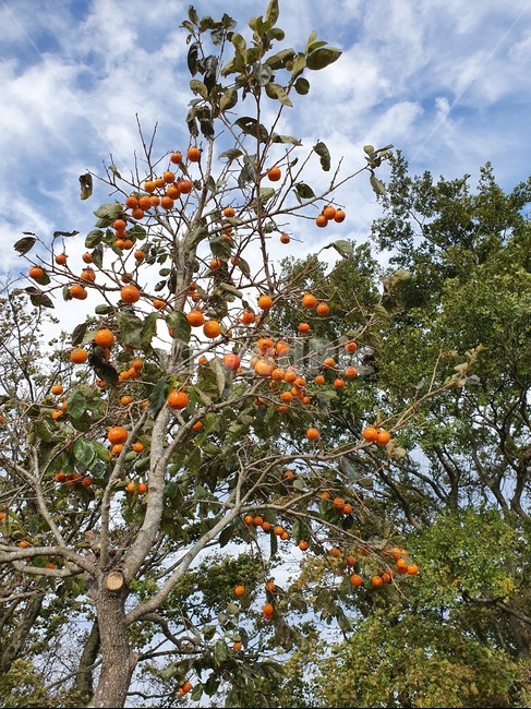 제주,제주도,감나무,감,나무,가을,나뭇잎,풍경,하늘,나뭇가지,과일,과일,열매,fruit