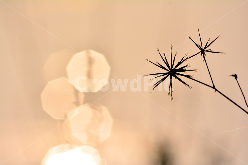 보케,빗망울,bokeh,빈티지,감성,노을,일몰,저녁무렵,석양,식물,씨앗,실루엣,초본,물가에서,바닷가,sunset,seaside,은은한,세피아,분위기,feeling,emotion,sensibility,sepia,하늘,구름,따스한,색감,들풀,야생화,풀씨,식물,자연,plants,nature,휴식,힐링,rest,relaxation,healing