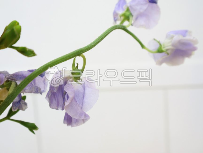 스위트피,sweetpea,flower,blossom,꽃송이정물,정물,stilllife,연보랏빛꽃,꽃,flower