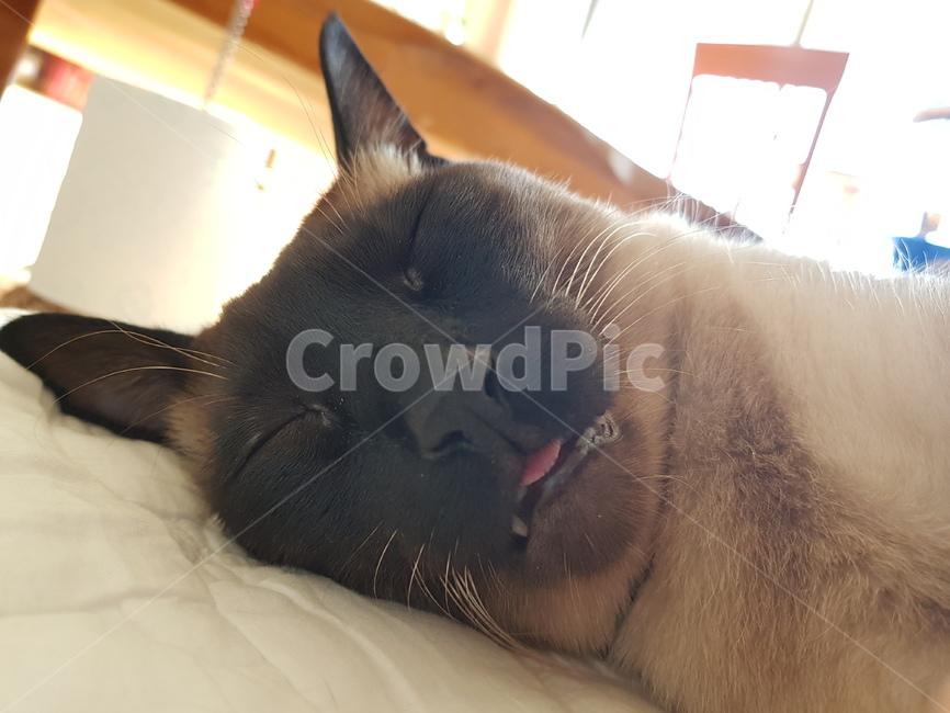 샴,고양이,야옹이,샴고양이,반려묘,메롱,냥이,냐옹이,반려,동물,animal,포유류,mammal,고양이,cat,kitten,kitty
