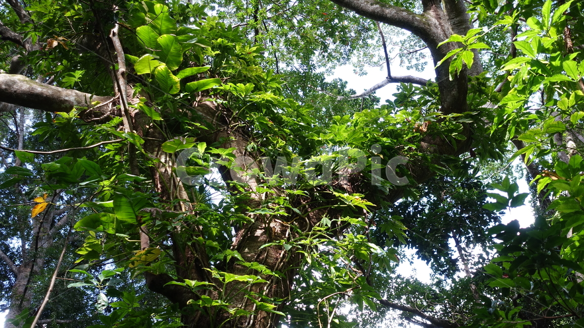 nature,자연,blue,green,plant,식물,grass,초록,정글,밀림,열대우림,rainforest,forest,jungle