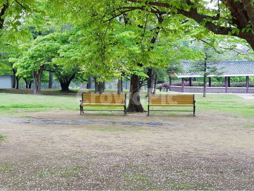 봄,꽃,꽃잎,떨어지다,자연,풍경,푸른나무,공원,숲,경치,식물,자연,plants,nature,나무,trees,wood,휴식,힐링,rest,relaxation,healing