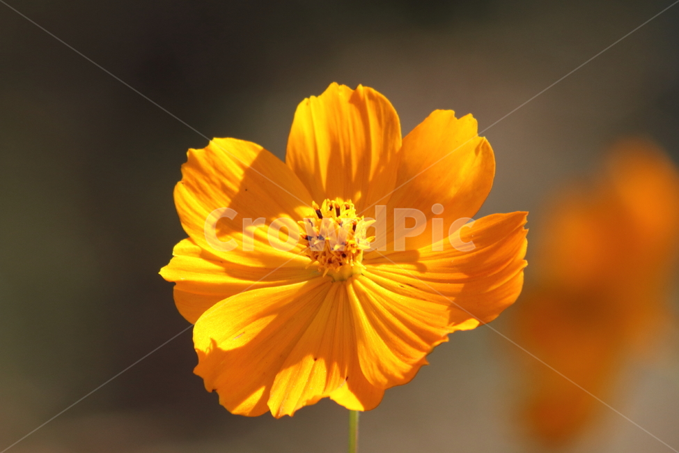 황화코스모스,노랑코스모스,코스모스,식물,yellowcosmos,식물,자연,plants,nature,꽃,flower