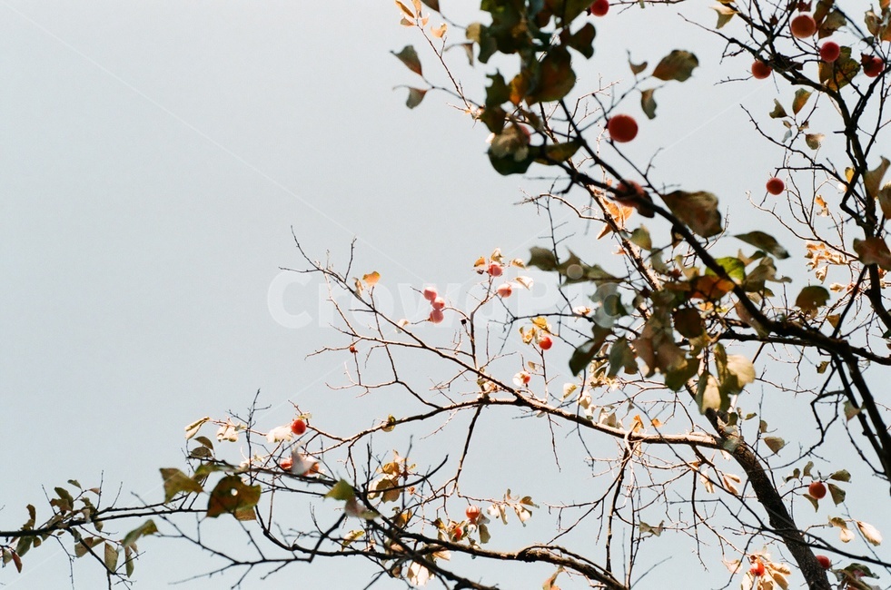 감,나무,감나무,하늘,감성,필름,film,tree,sky,가을,가을,계절,fall,autumn,season,식물,자연,plants,nature,나무,trees,wood