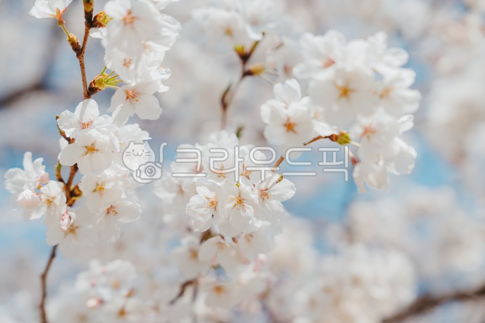 cherry blossom,spring flower,spring,flower,cherryblossom,spring