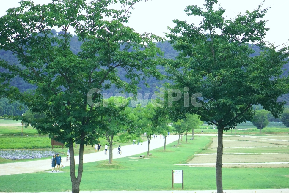 자연,나들이,소풍,잔디,공원,식물,나무,인간,사람,옥외