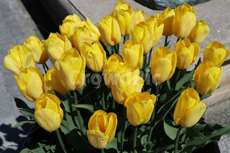 꽃,봄꽃,튤립,노란튤립,yellow,flower,식물,자연,plants,nature,꽃,flower