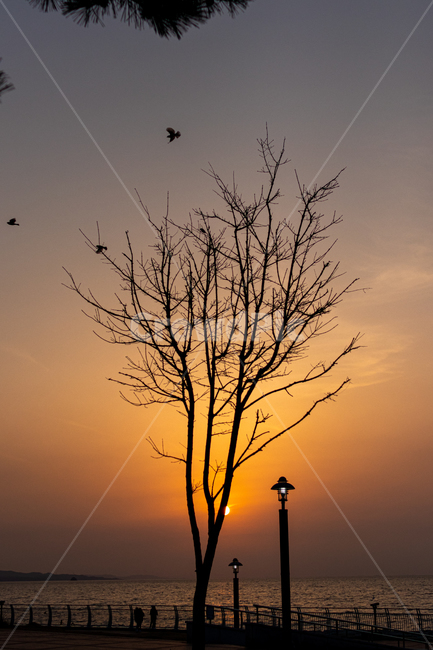 nature,자연,나무,일몰,redsky,붉은하늘,황혼,bird,새
